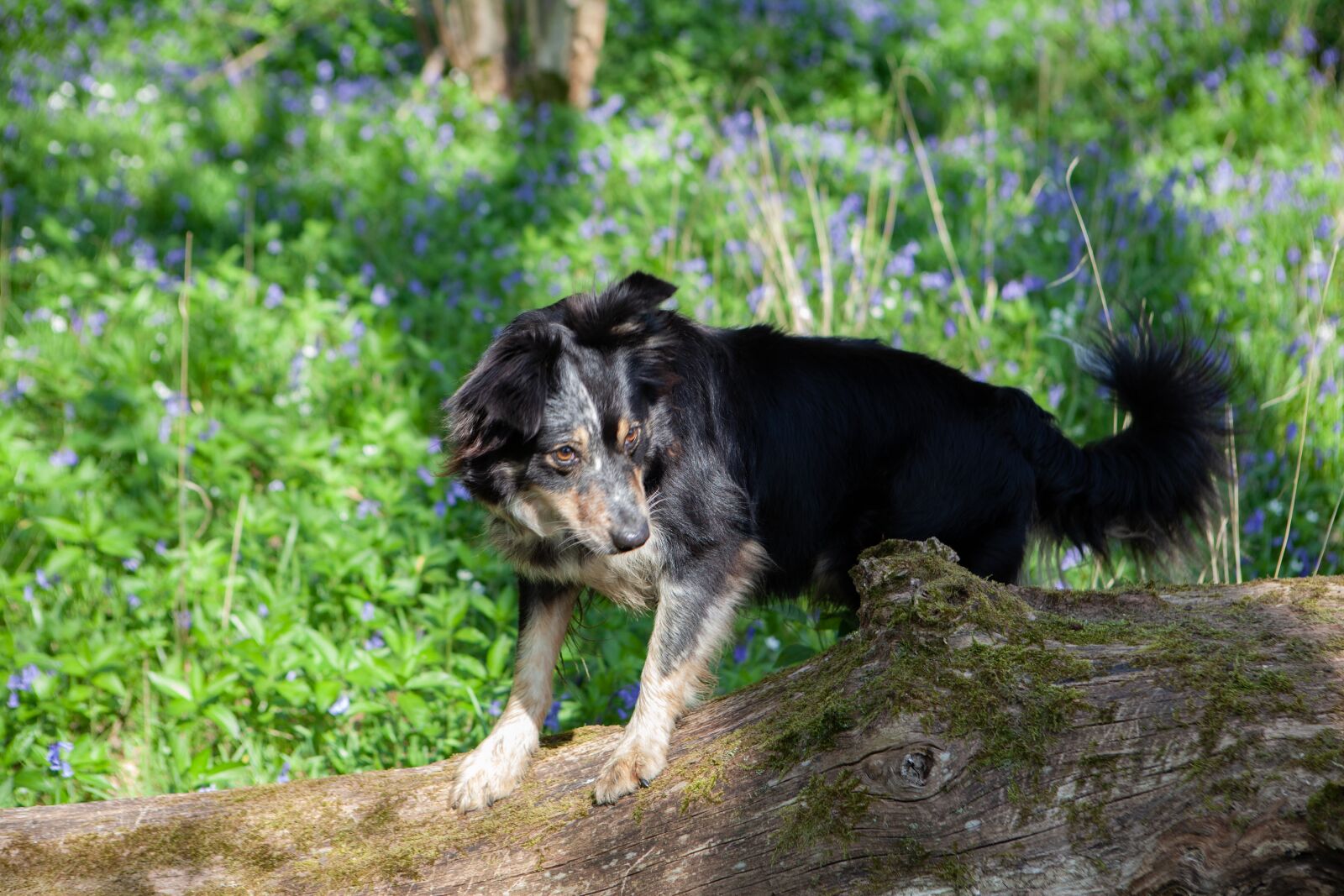 Canon EOS 5D Mark II + Canon EF 24-70mm F2.8L USM sample photo. Dog in bluebells, dog photography
