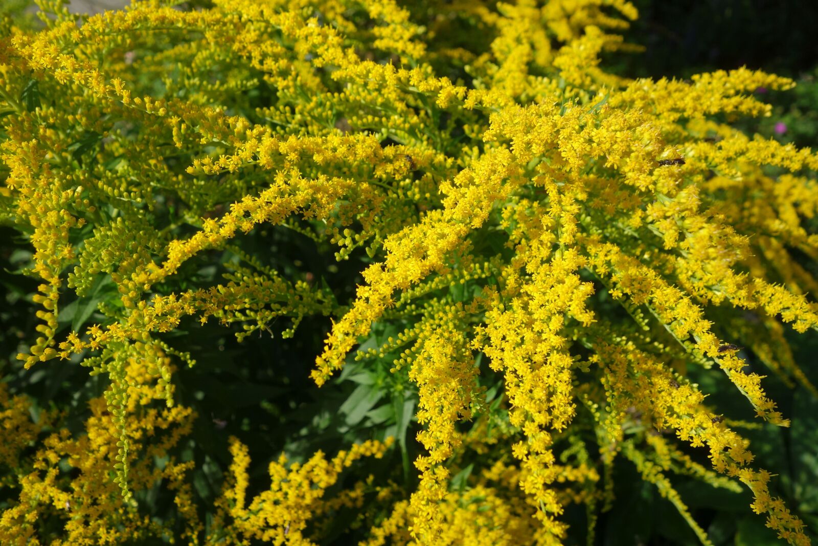 Sony Cyber-shot DSC-RX100 sample photo. Golden rod, yellow, plant photography