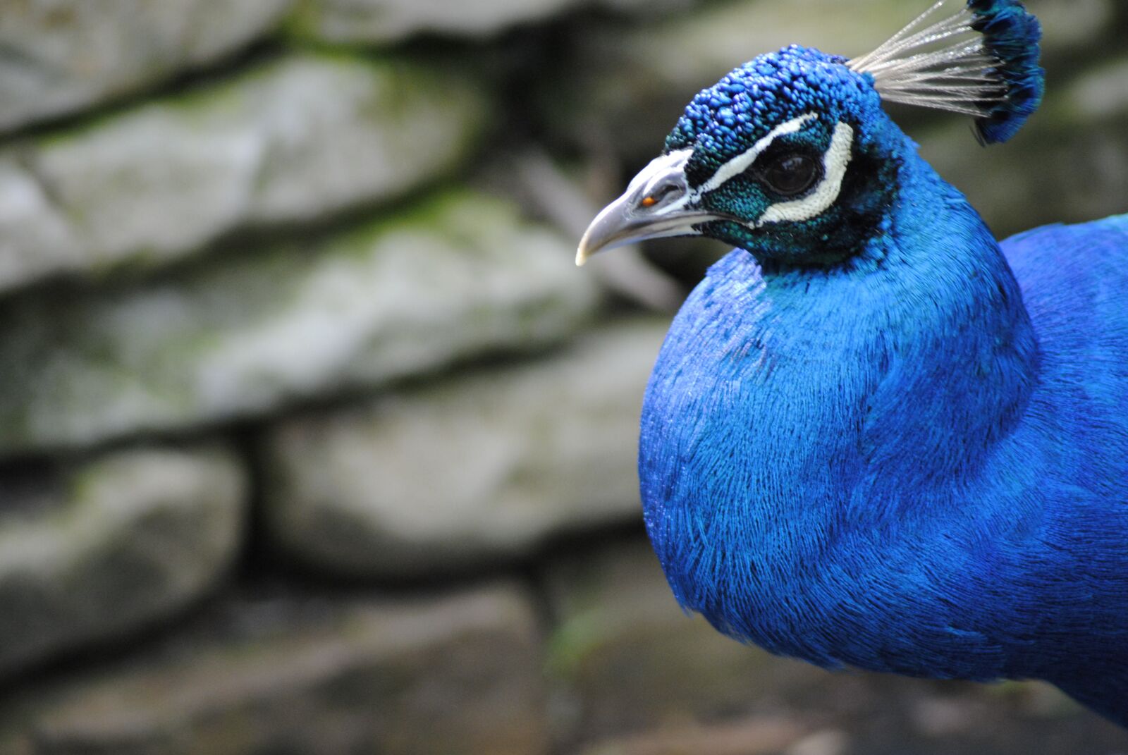 Nikon D3000 sample photo. Peacock, bird, blue photography