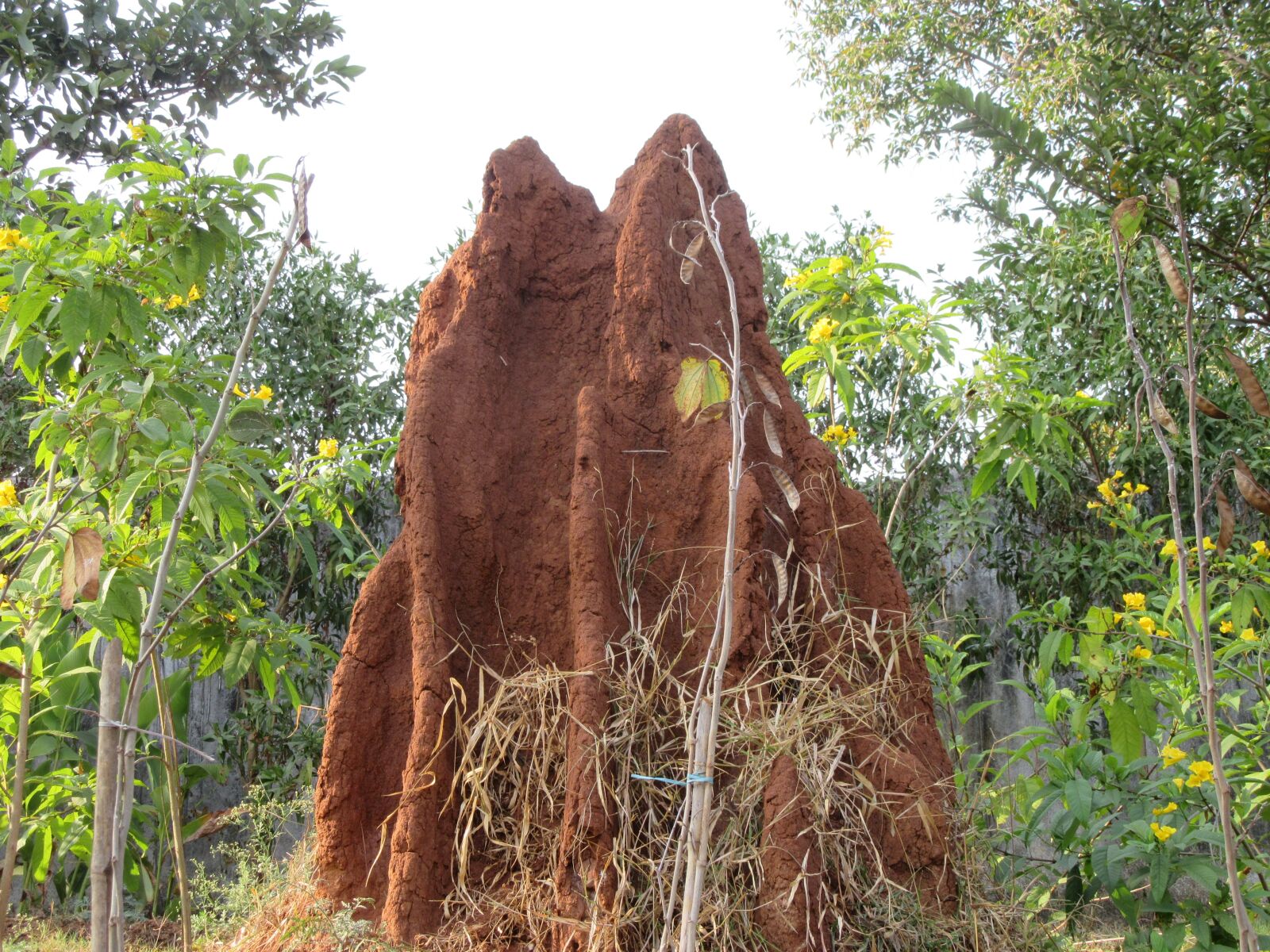 Canon PowerShot SX610 HS sample photo. Termite, ant, termite hill photography