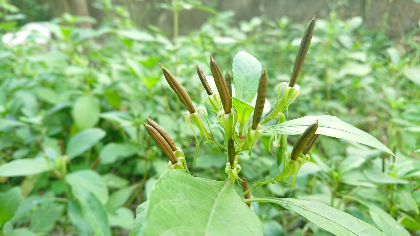 Sony Xperia XZ Premium sample photo. Ruellia, tuberosa, grass photography