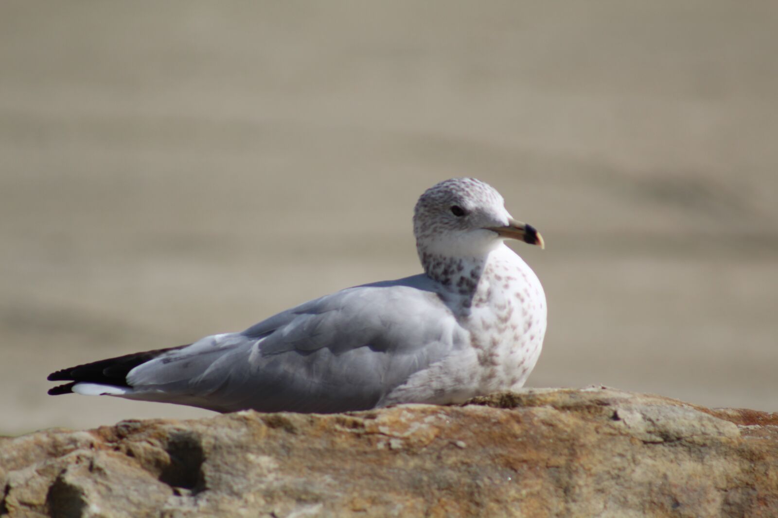 Canon EOS 1300D (EOS Rebel T6 / EOS Kiss X80) sample photo. Gull, seagull, plumage photography
