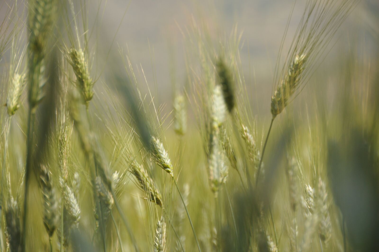 Nikon D300S sample photo. Spike, agriculture, grain photography