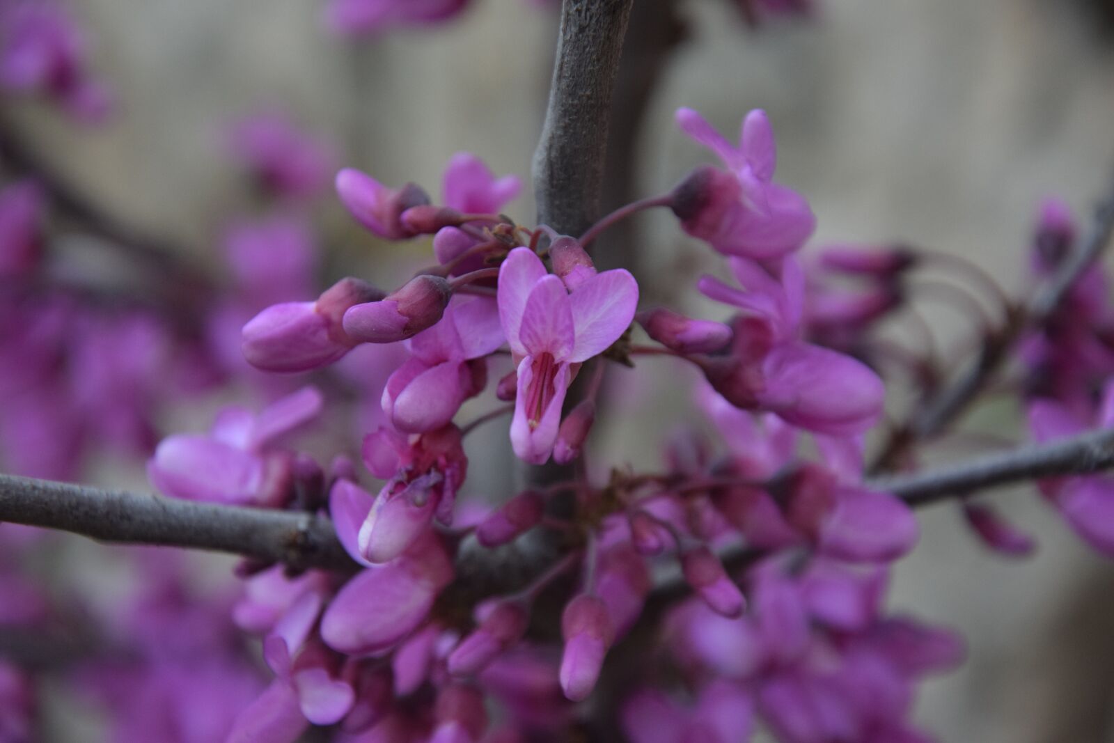 Nikon D3300 sample photo. Nature, summer, flowers photography