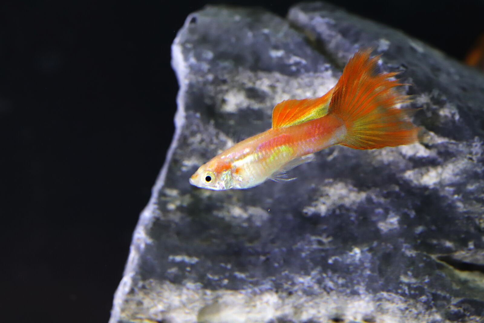 Canon EOS 6D Mark II sample photo. Goofy, tropical fish, fish photography