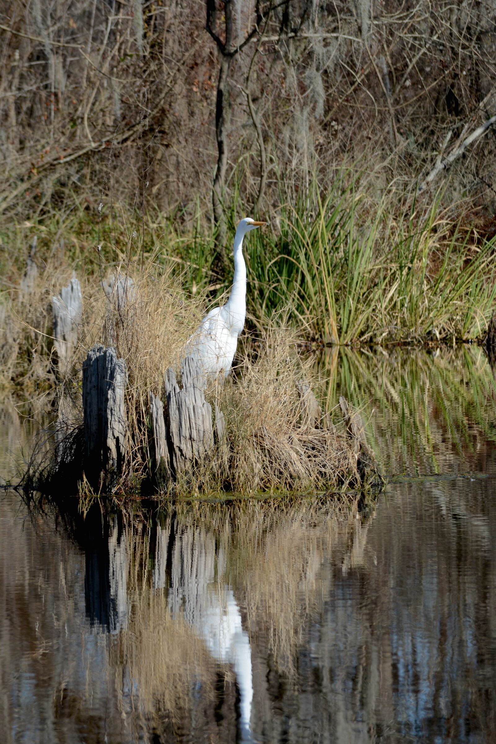 Nikon D7100 sample photo. Egret, swamp, nature photography