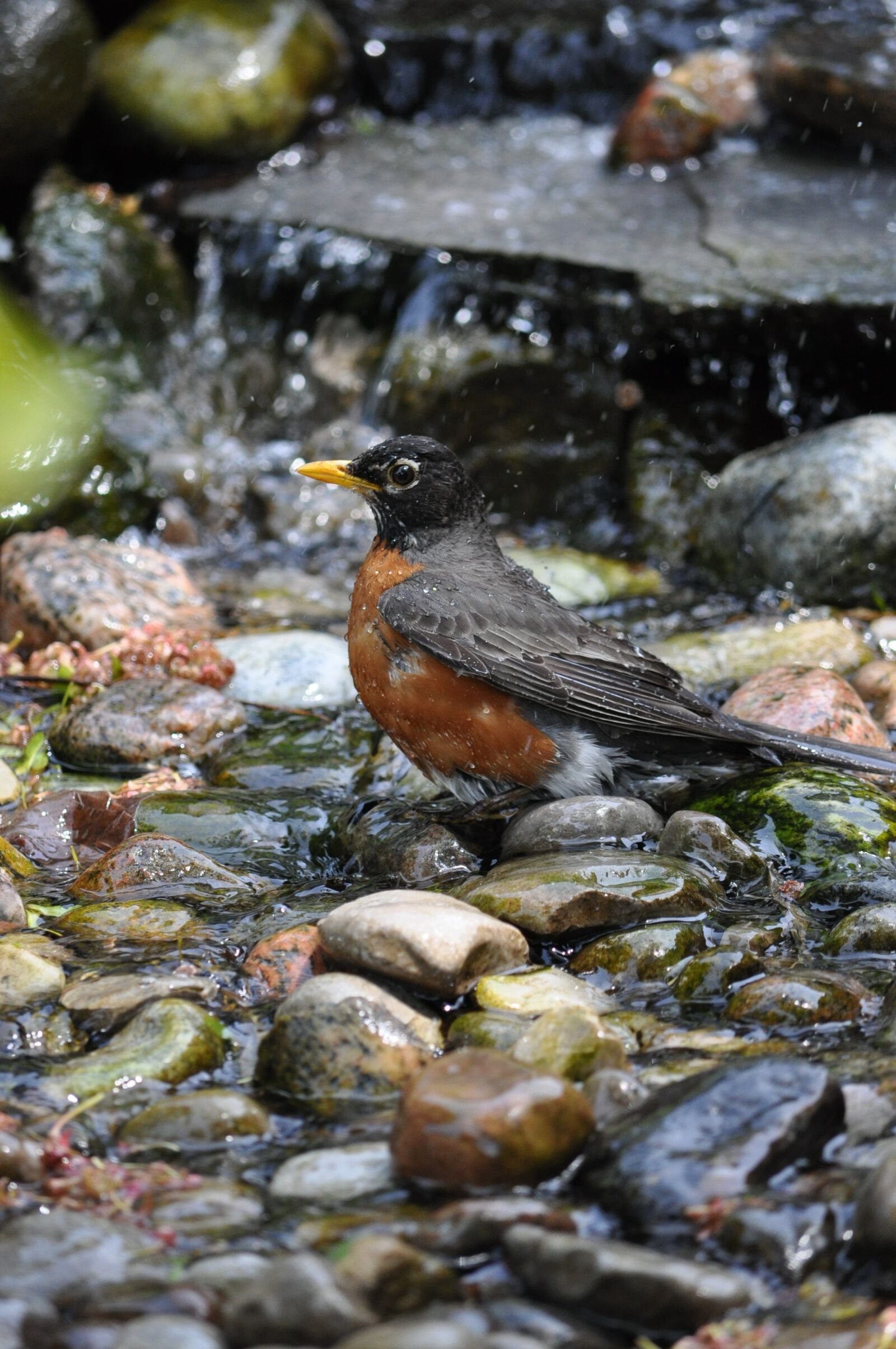 Nikon D90 sample photo. Robin, bird, songbird photography
