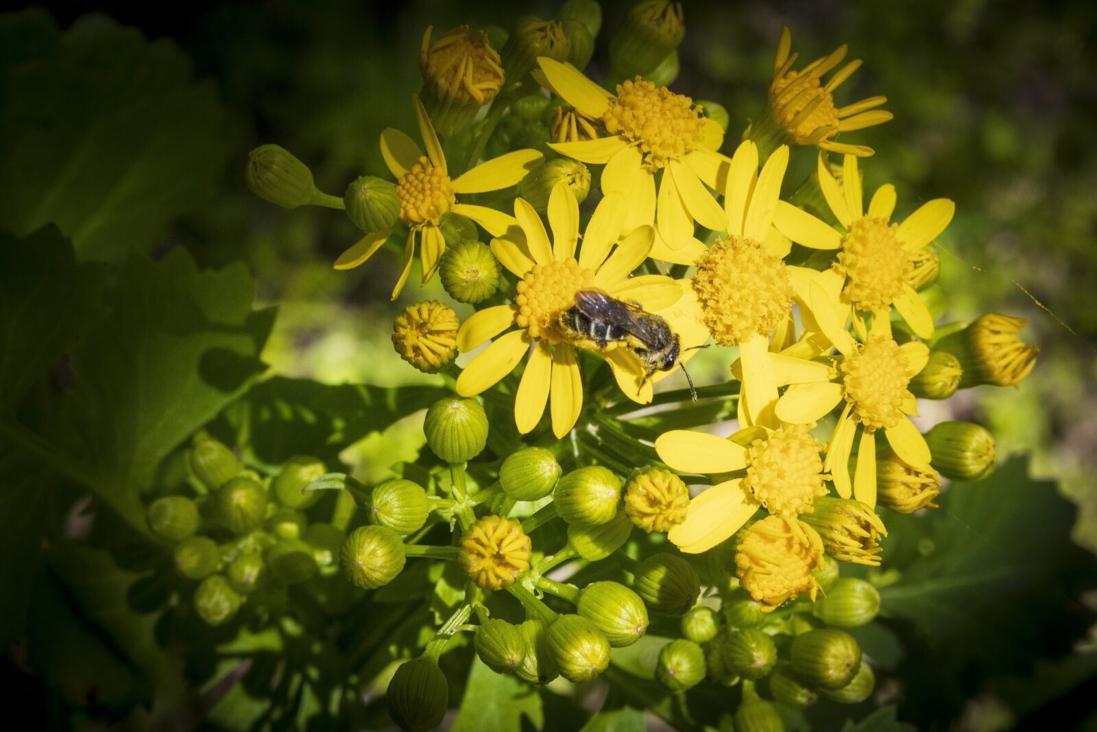 Canon EOS 2000D (EOS Rebel T7 / EOS Kiss X90 / EOS 1500D) sample photo. Yellow flowers, bee, honey photography