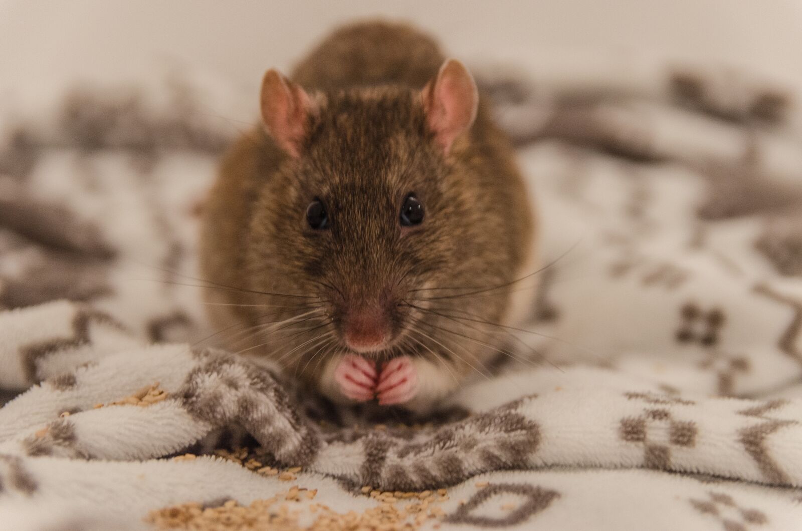 Nikon D5100 sample photo. Rat, animal, nice photography