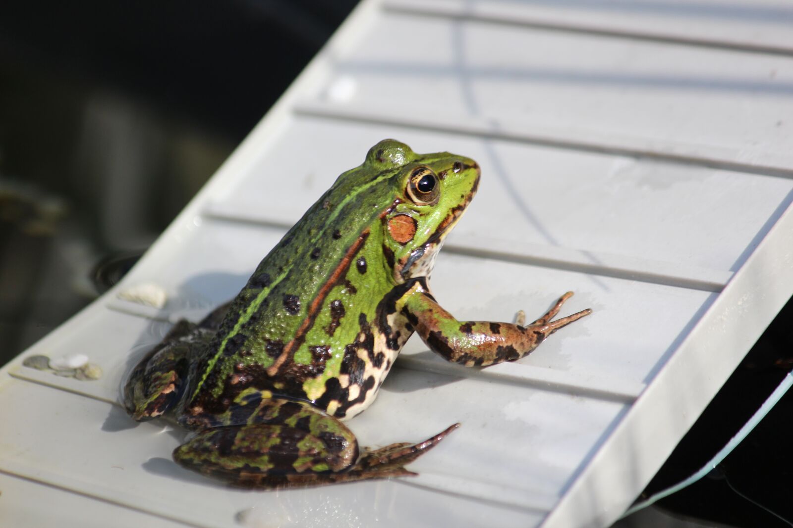 Canon EF-S 55-250mm F4-5.6 IS sample photo. Frog pond, frog, water photography