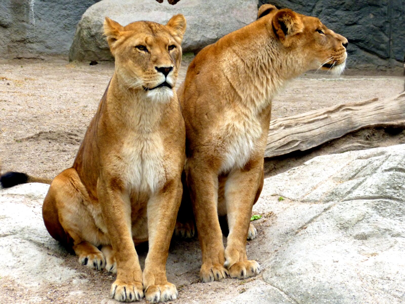 Panasonic DMC-FS37 sample photo. Lioness, lion females, lion photography