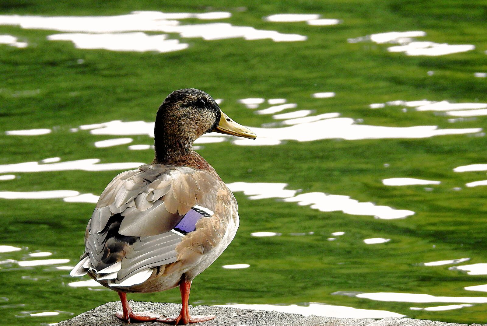 Nikon Coolpix P900 sample photo. Duck, look, bird photography