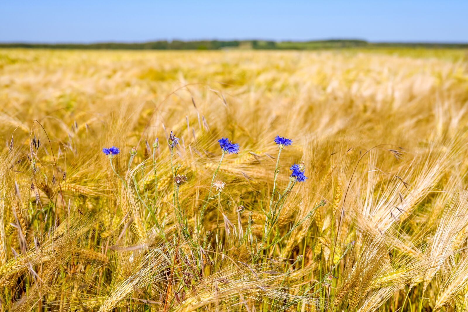 Nikon D850 sample photo. Cornfield, summer, cornflower photography