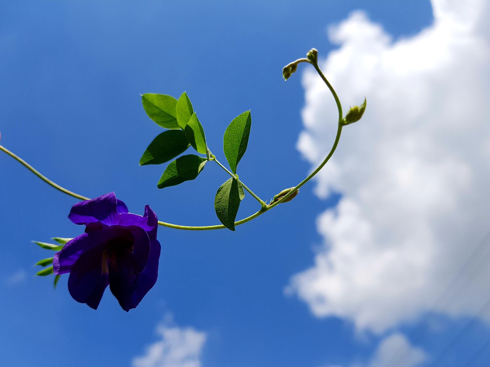 Samsung Galaxy Note Fan Edition sample photo. Violet flower, flower, violet photography
