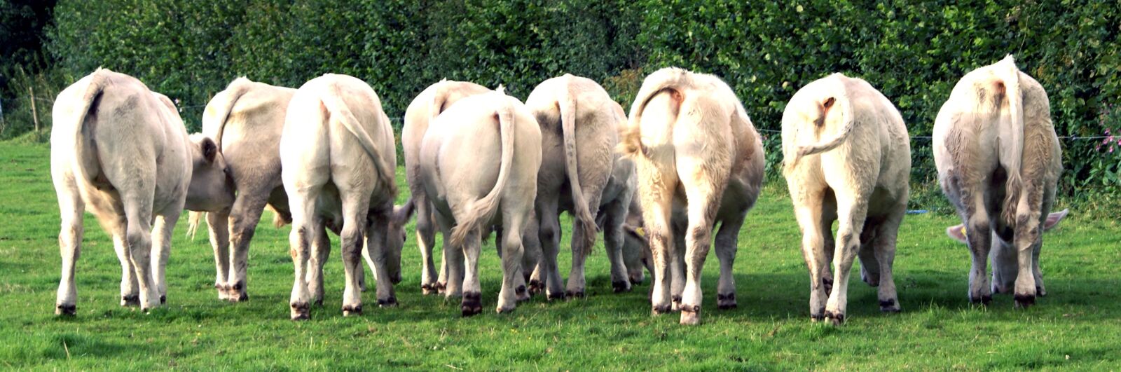Sony Alpha DSLR-A100 sample photo. Calves, cattle, young photography