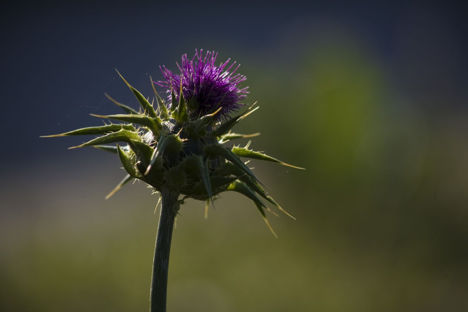 Canon EOS 5D sample photo. Thistle, flower, nature photography