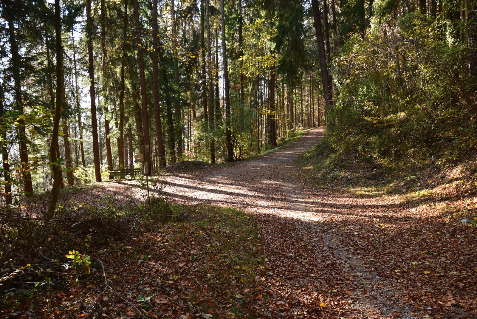 Nikon D5300 sample photo. Autumn, away, nature photography