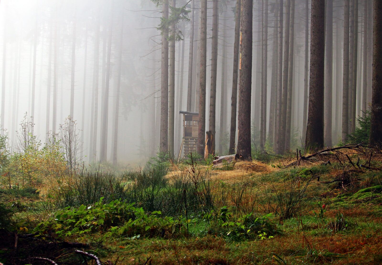 Canon EOS 100D (EOS Rebel SL1 / EOS Kiss X7) sample photo. Fog, forest, perch photography