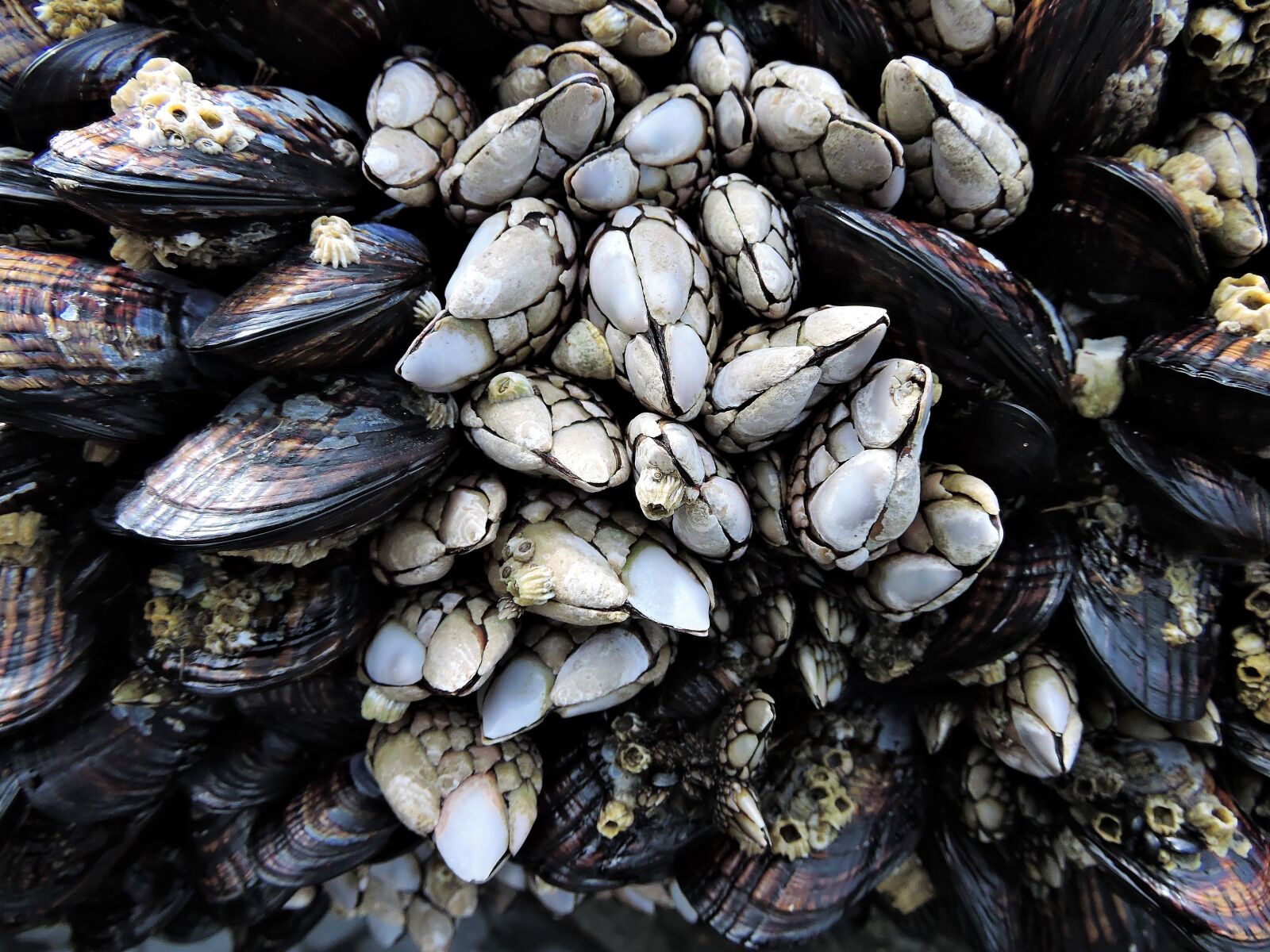 Nikon Coolpix P600 sample photo. Barnacles, sea life, marine photography
