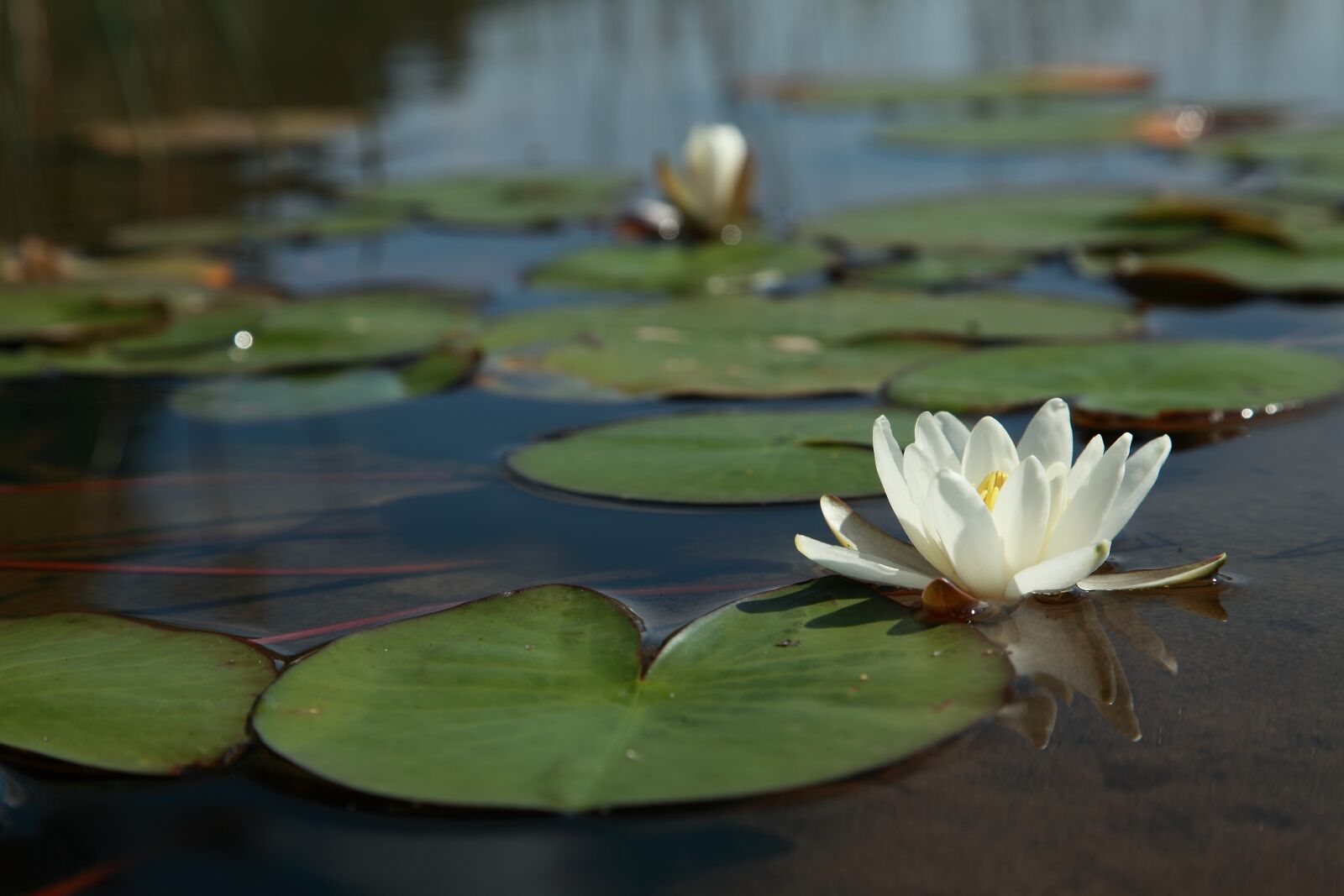 Canon EOS 5D Mark II sample photo. Water lily flower, water photography