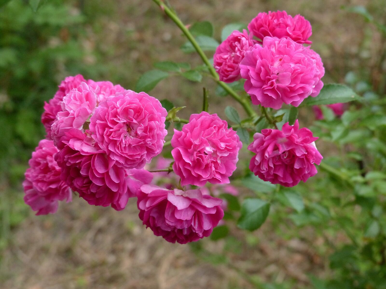 Panasonic Lumix DMC-FZ200 sample photo. Roses, flowers, pink photography