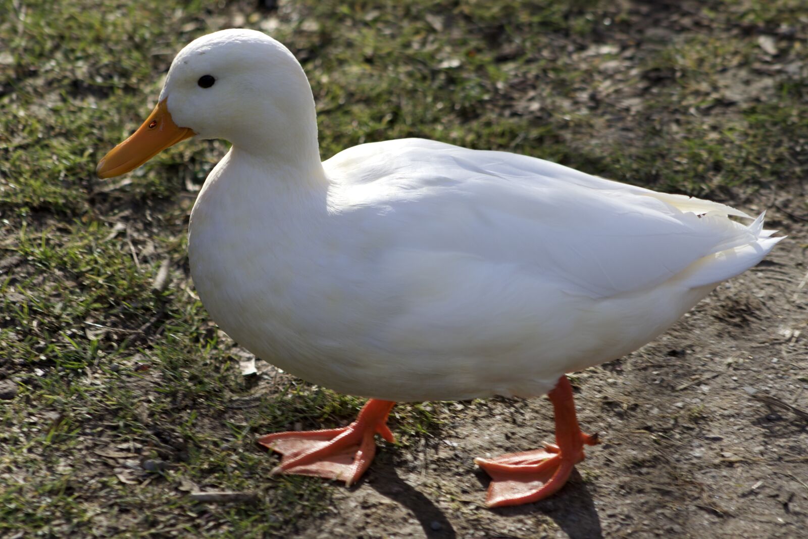 Canon EOS 800D (EOS Rebel T7i / EOS Kiss X9i) sample photo. Duck, white, white duck photography