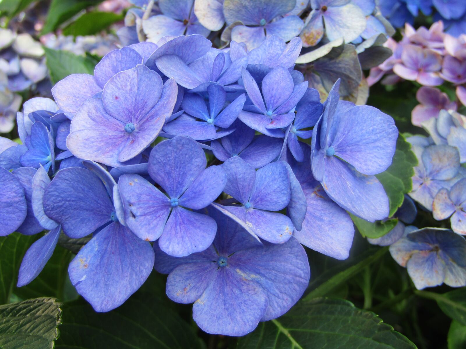 Canon POWERSHOT SX432 IS sample photo. Hydrangea, flowers, blue photography