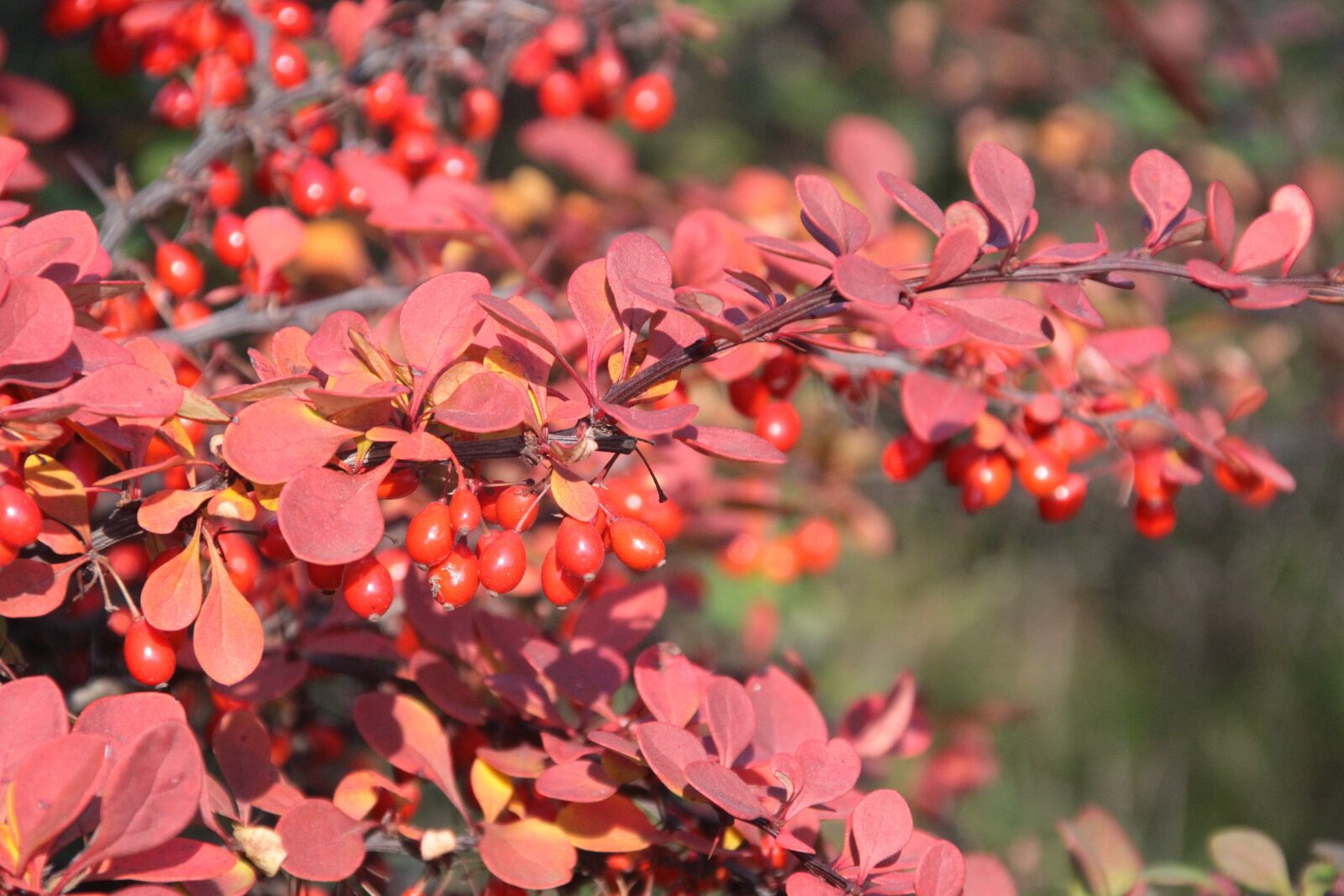 Canon EOS 100D (EOS Rebel SL1 / EOS Kiss X7) + Canon TS-E 90mm F2.8 Tilt-Shift sample photo. Autumn, nature, plants photography