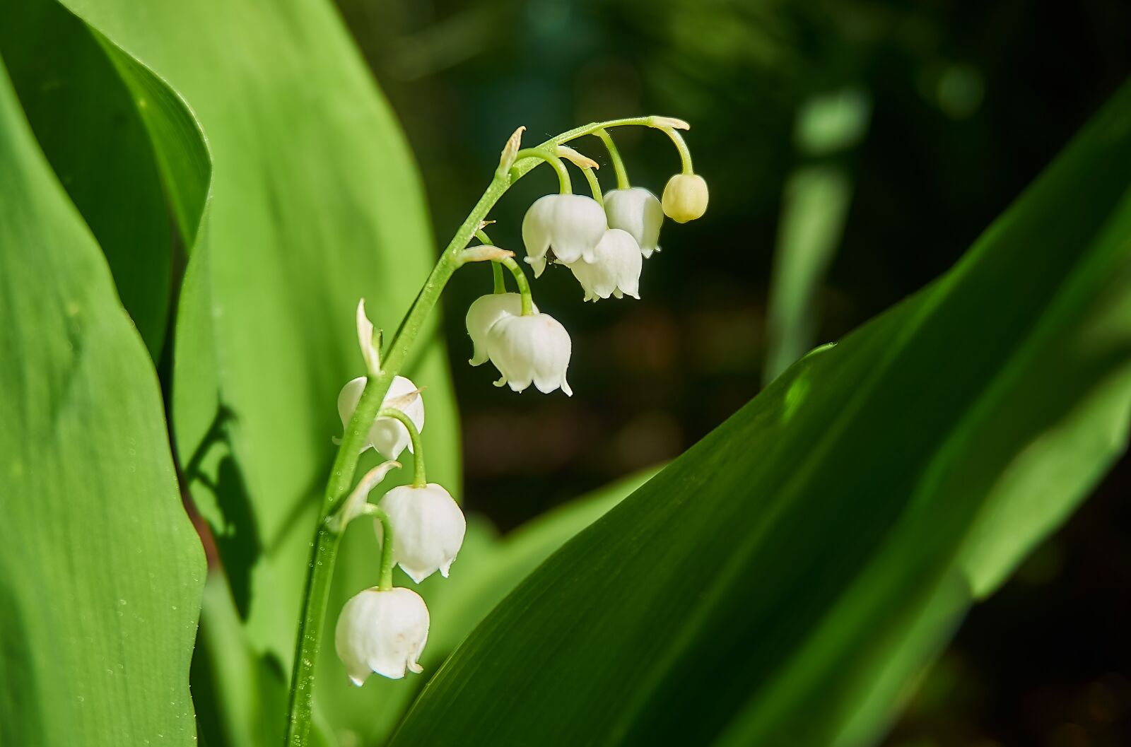 Sony a6000 sample photo. Lily of the valley photography