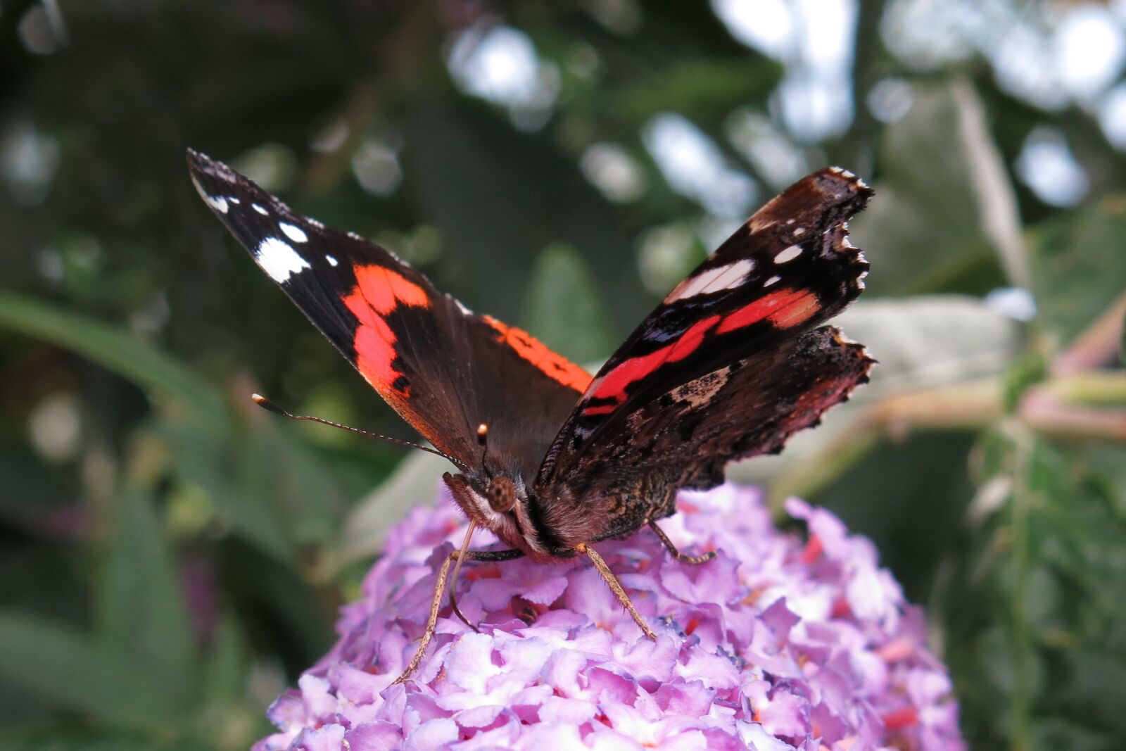 Canon PowerShot G15 sample photo. Red admiral, butterfly, edelfalter photography