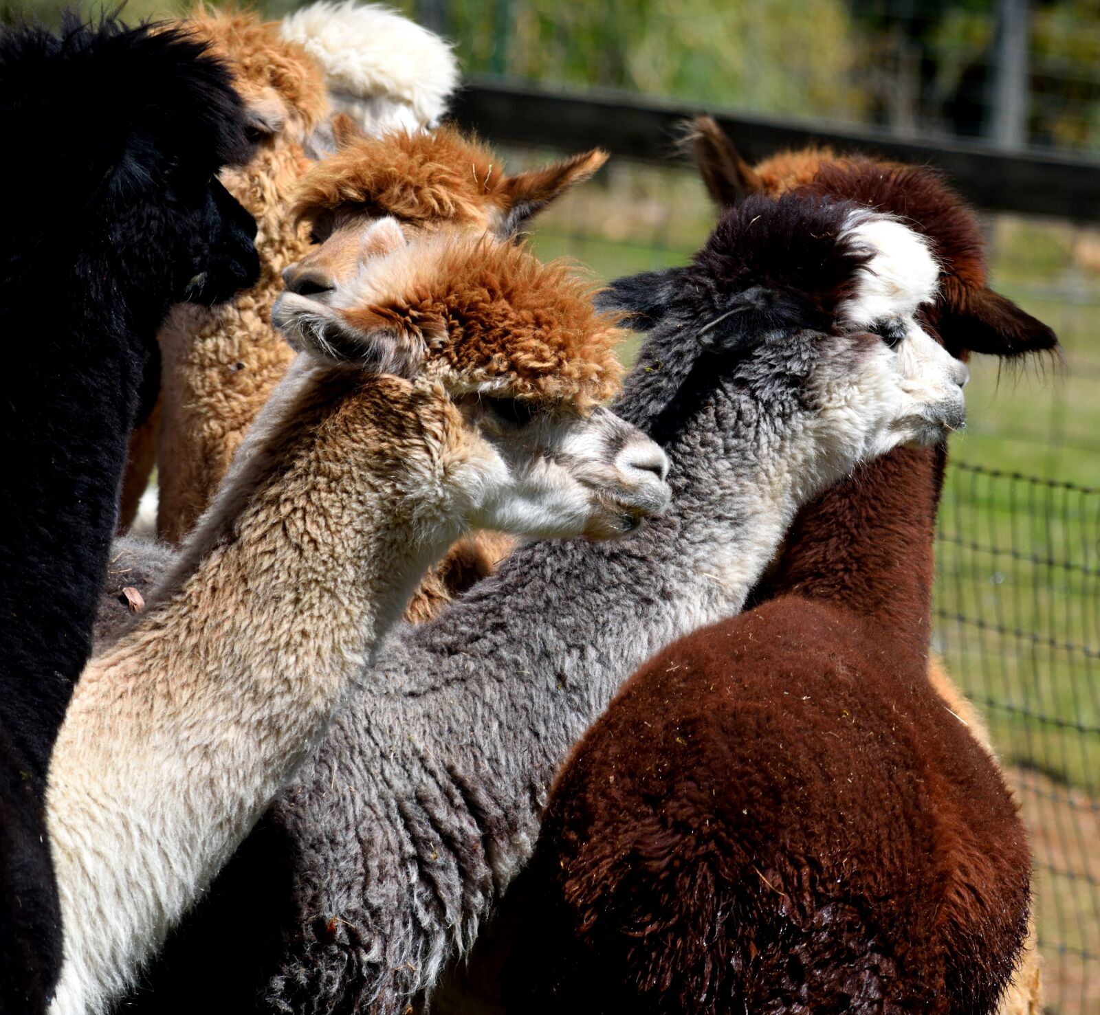 Nikon D3300 sample photo. Alpacas, animal, cute photography