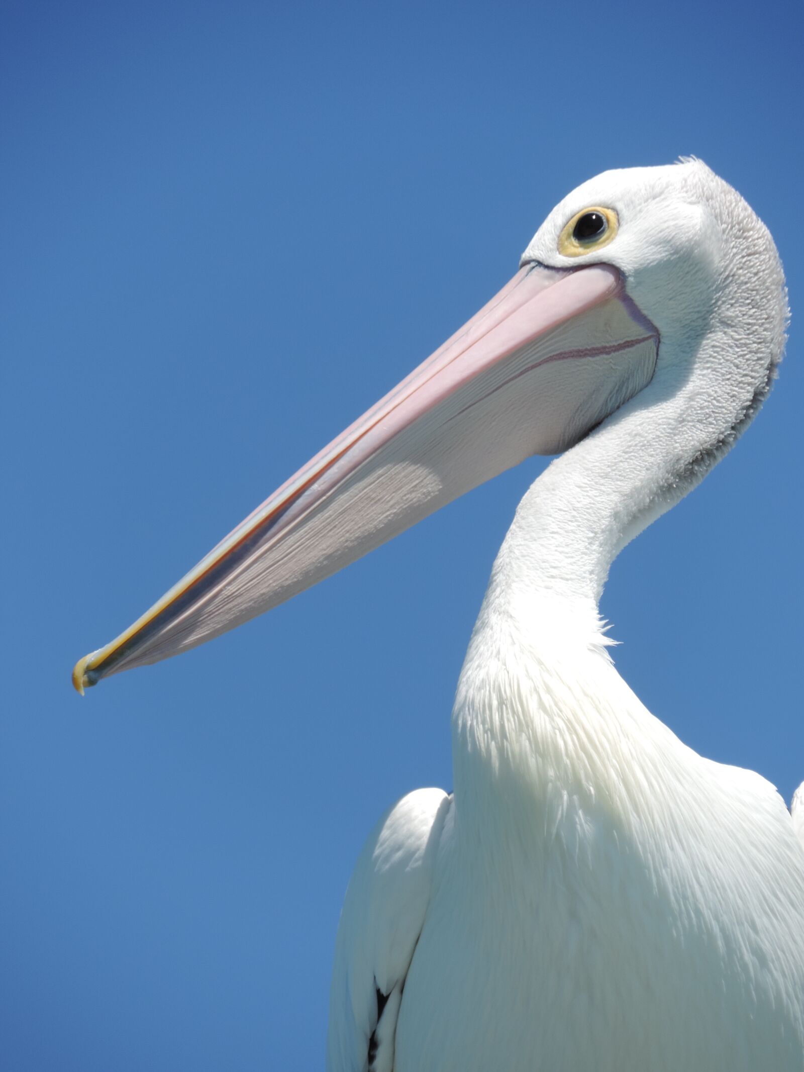 Nikon Coolpix P520 sample photo. Pelican, bird, beak photography