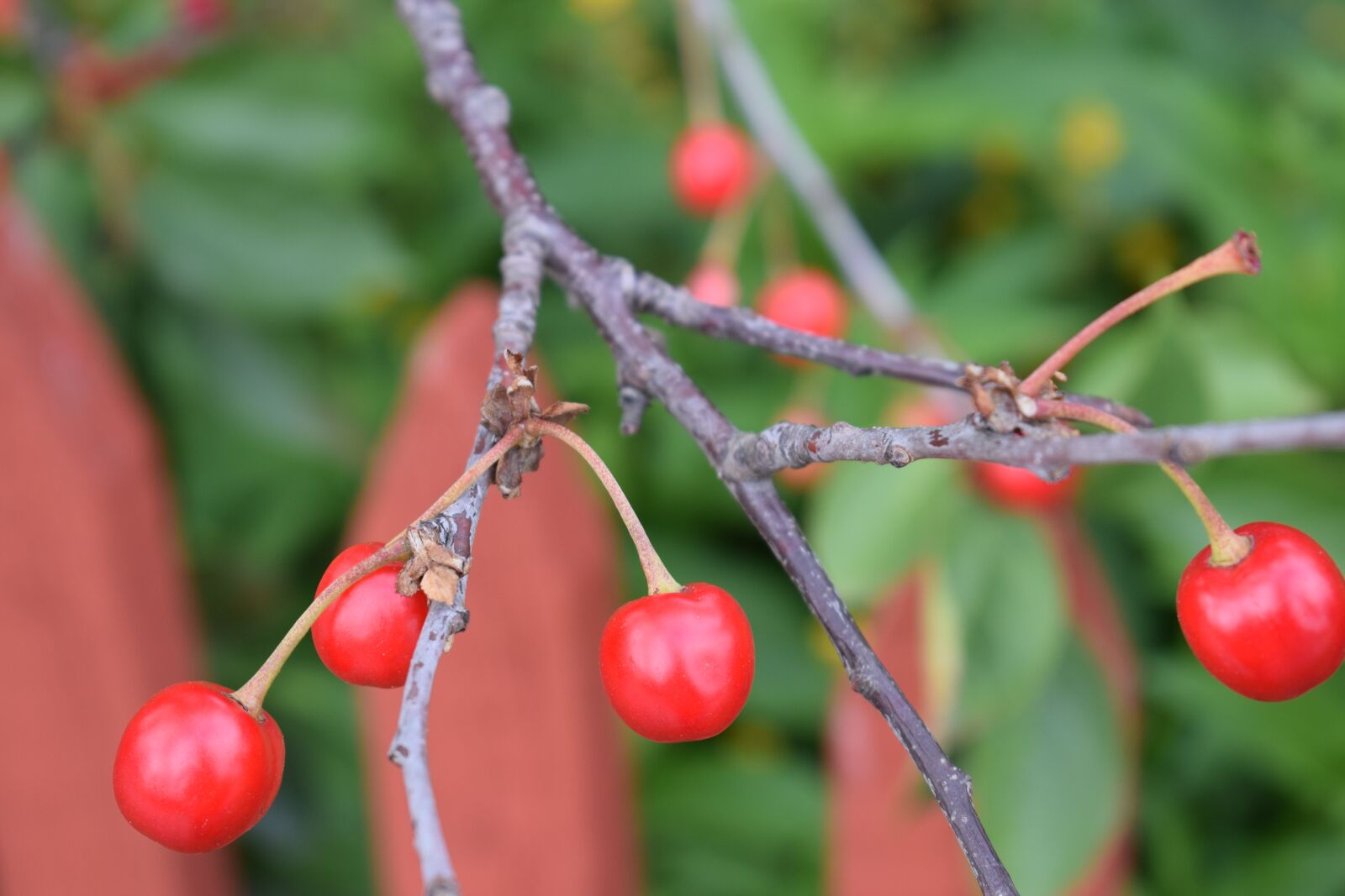 Nikon D3300 sample photo. Cherry, fruit, red berries photography