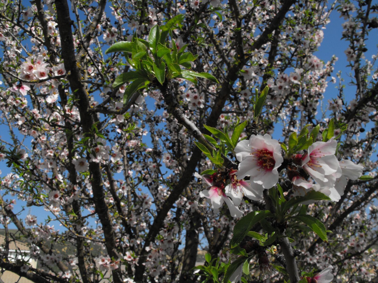 Fujifilm FinePix S1000fd sample photo. Blossoms, flowers, tree photography