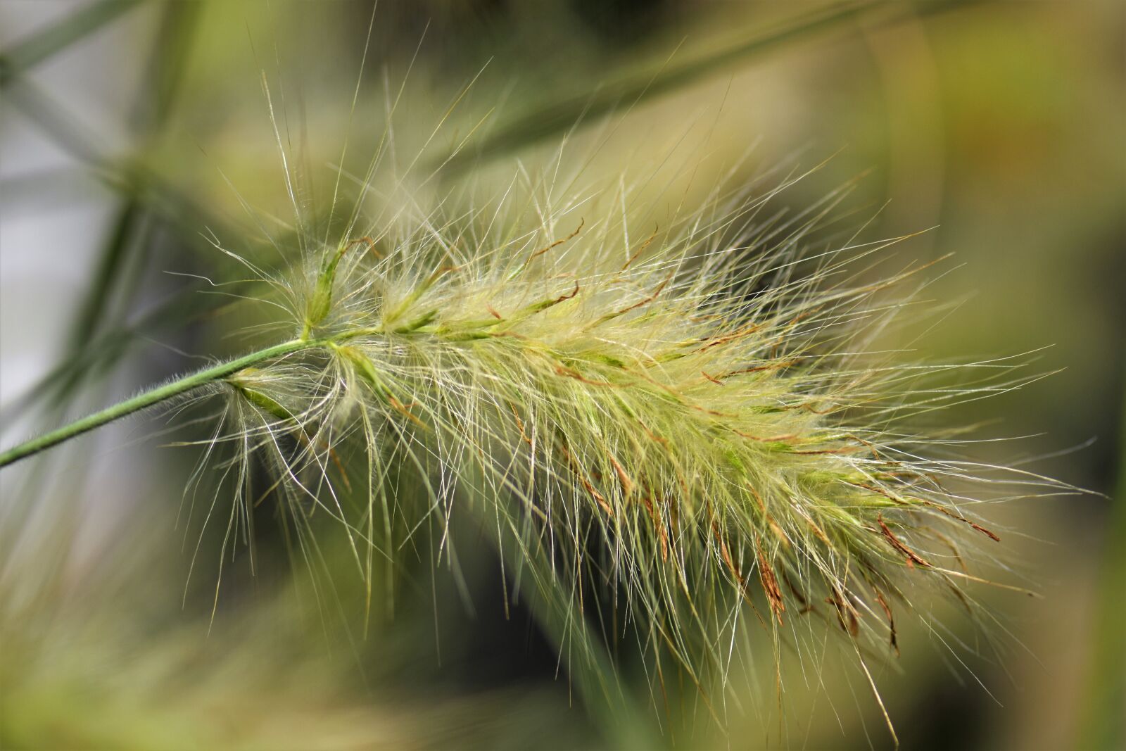 Nikon D5500 sample photo. Bamboo grassedit this page photography