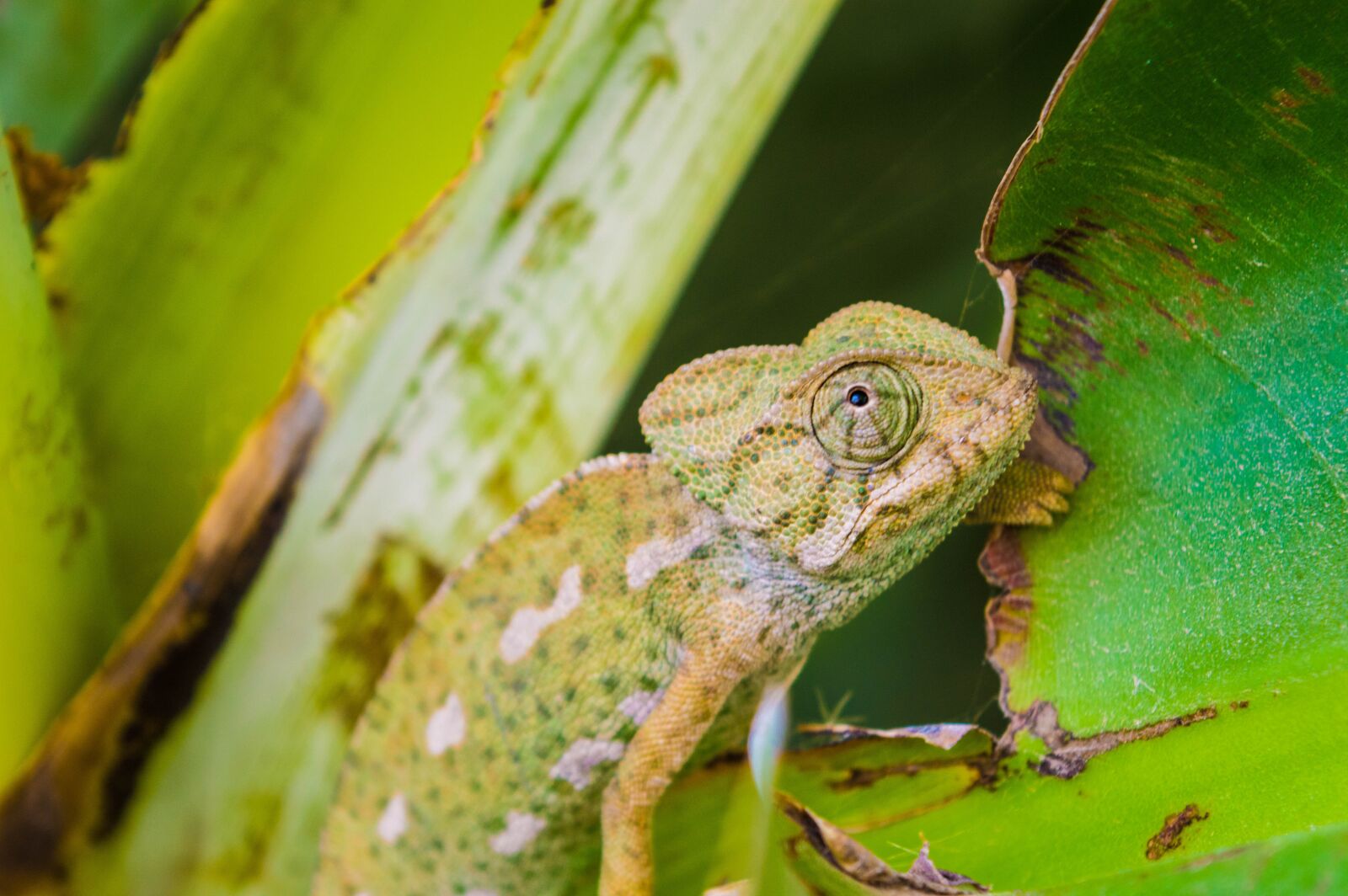 Nikon D3200 sample photo. Lizard, animal, reptile photography