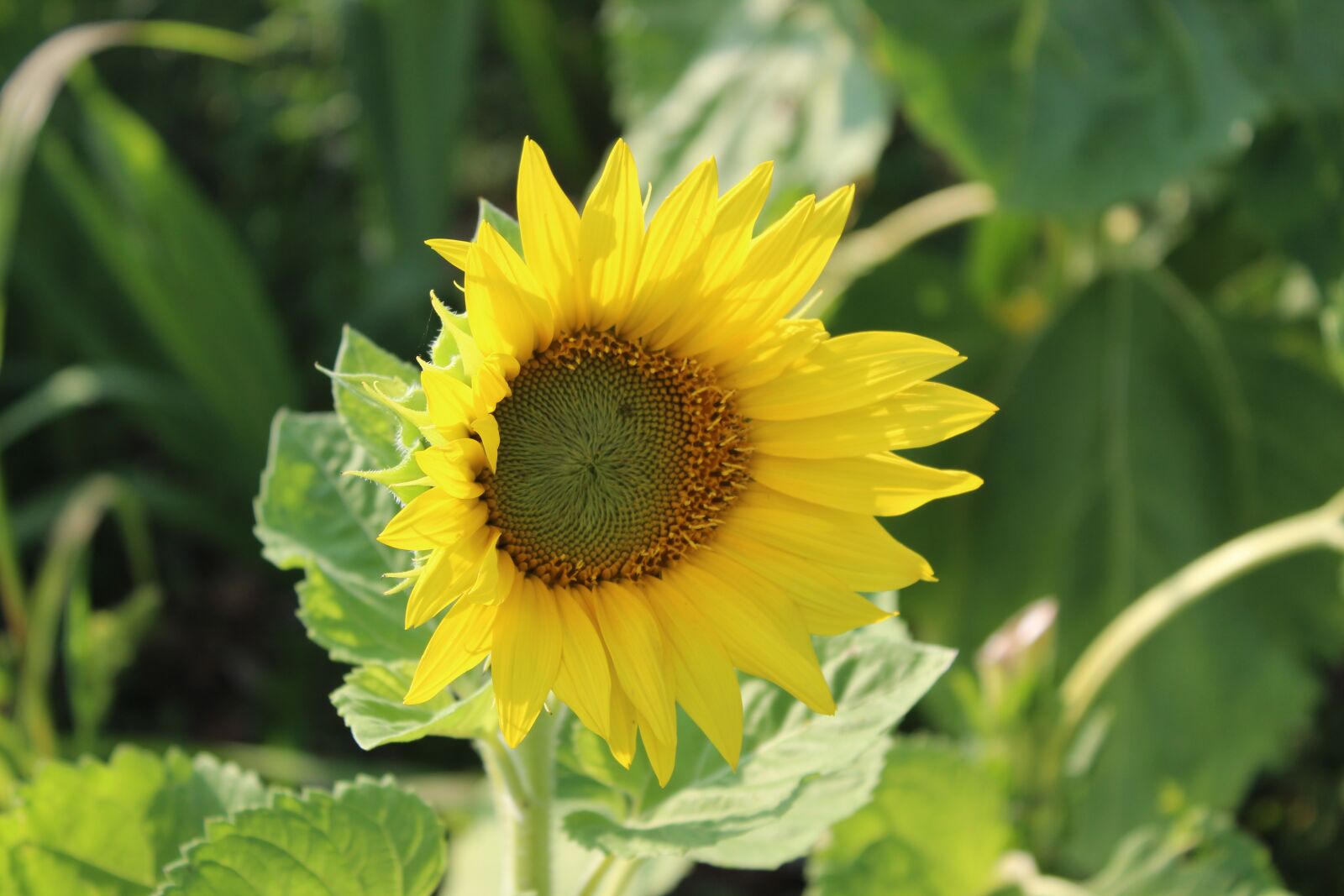 Canon EOS 1300D (EOS Rebel T6 / EOS Kiss X80) sample photo. Sun flower, flower, yellow photography
