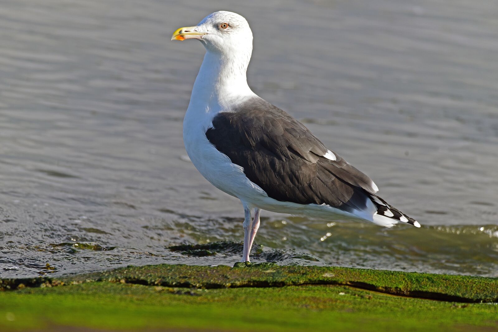 Nikon D750 sample photo. Gulls, ring-billed, largest gull photography