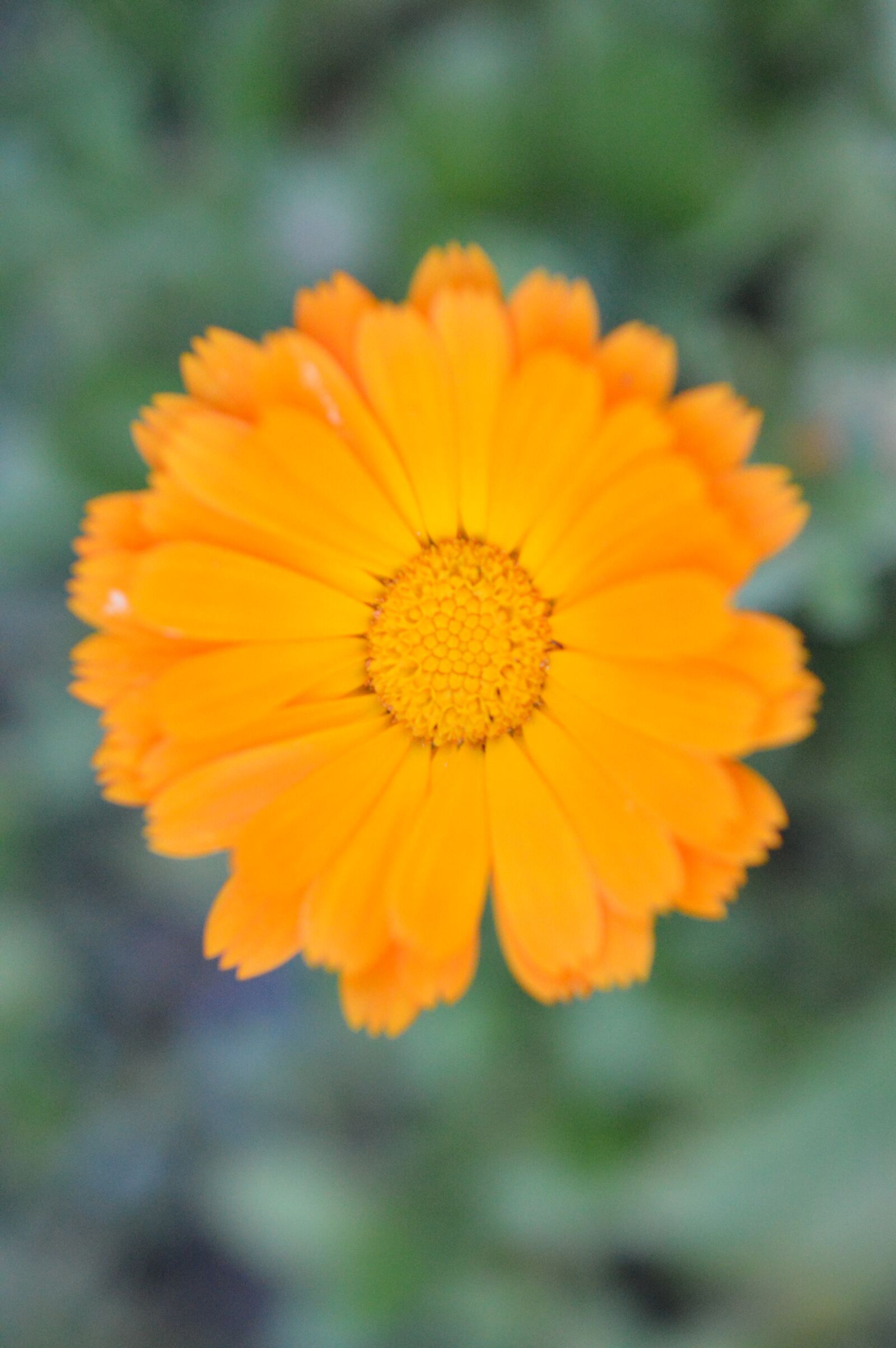 Nikon D3200 sample photo. Flower, flora, botany photography