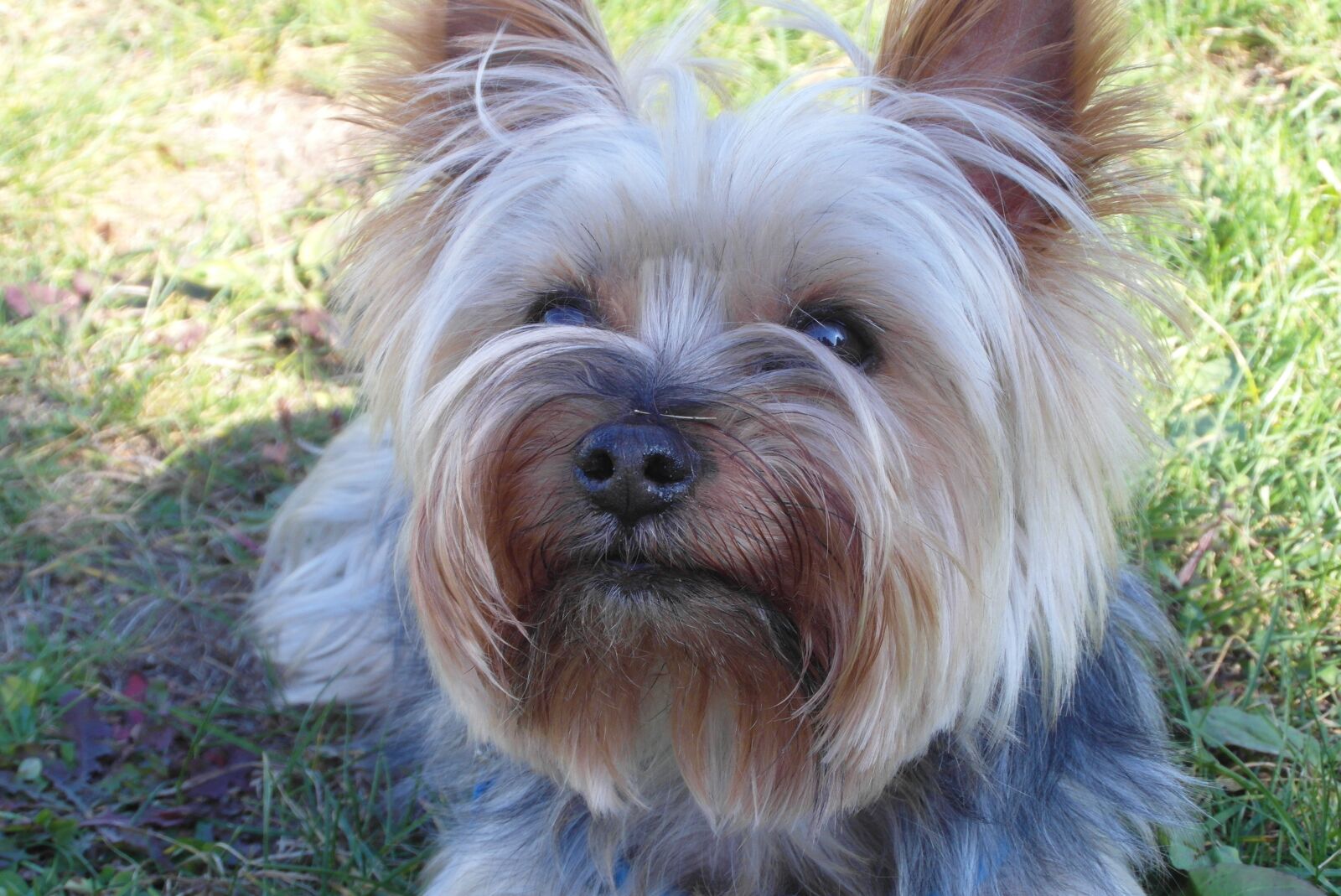 Samsung WB750 sample photo. Doggy, small, york photography