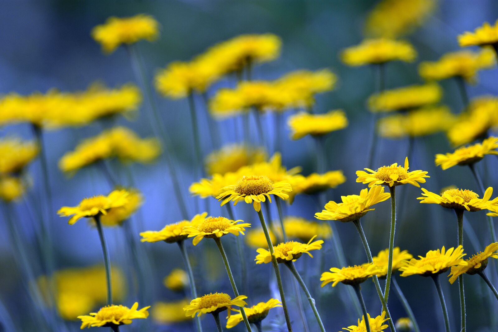 Nikon D3400 sample photo. Flowers, flower, meadow photography