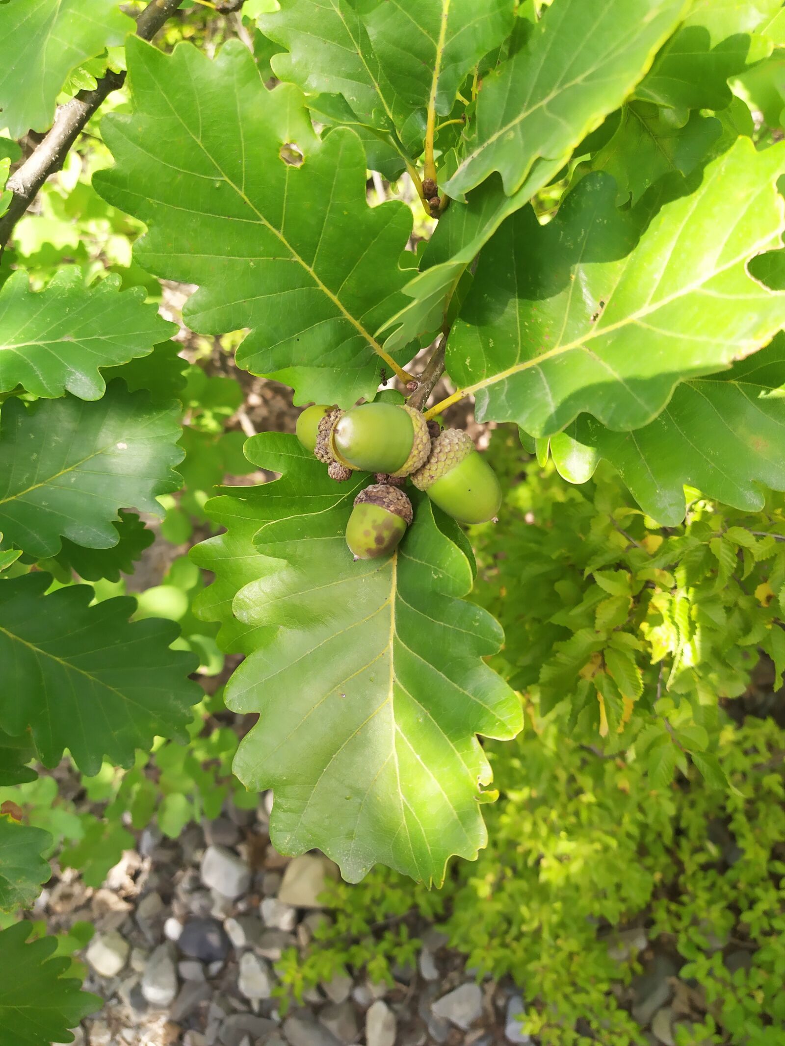 Xiaomi Redmi Note 7 sample photo. Leaf, wood, forest photography