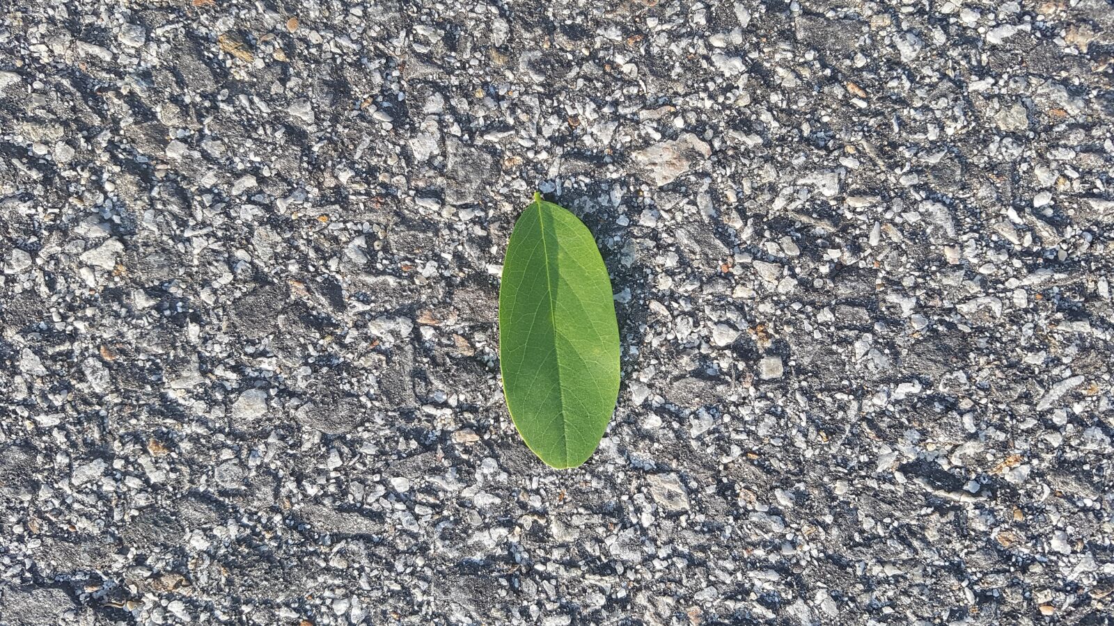 Samsung Galaxy S7 sample photo. Leaf, leaf image, leaves photography