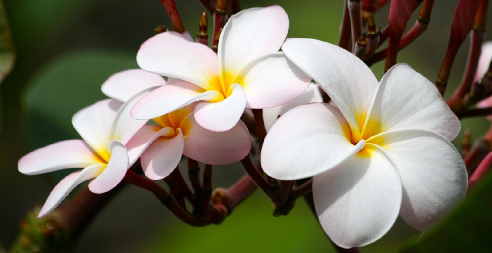 Canon EOS 400D (EOS Digital Rebel XTi / EOS Kiss Digital X) sample photo. Plumeria, garden, flower photography