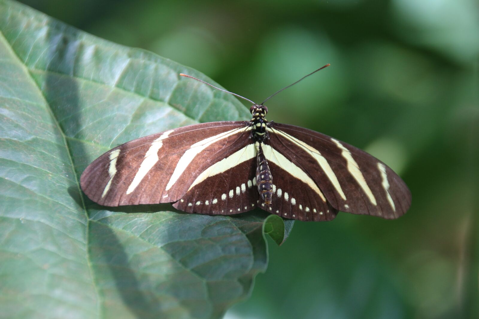 Canon EOS 700D (EOS Rebel T5i / EOS Kiss X7i) sample photo. Butterfly, insect photography