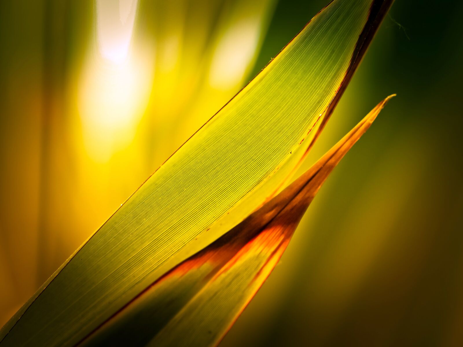 Olympus OM-D E-M10 sample photo. Palm, leaf, green photography