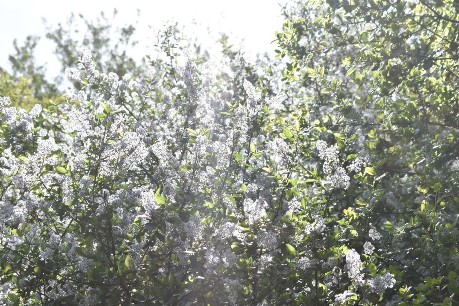 Nikon D3500 sample photo. Wildflowers, summer, spring photography