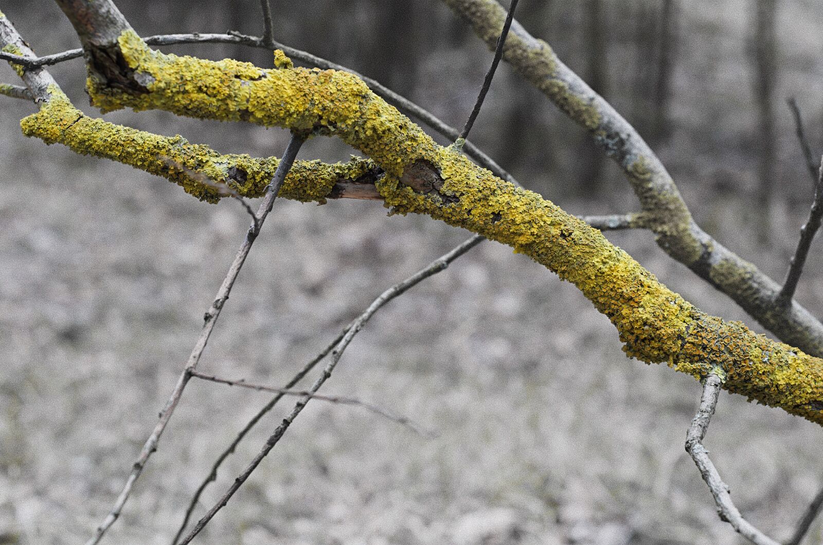 Nikon D7000 sample photo. Branch, weave, yellow photography