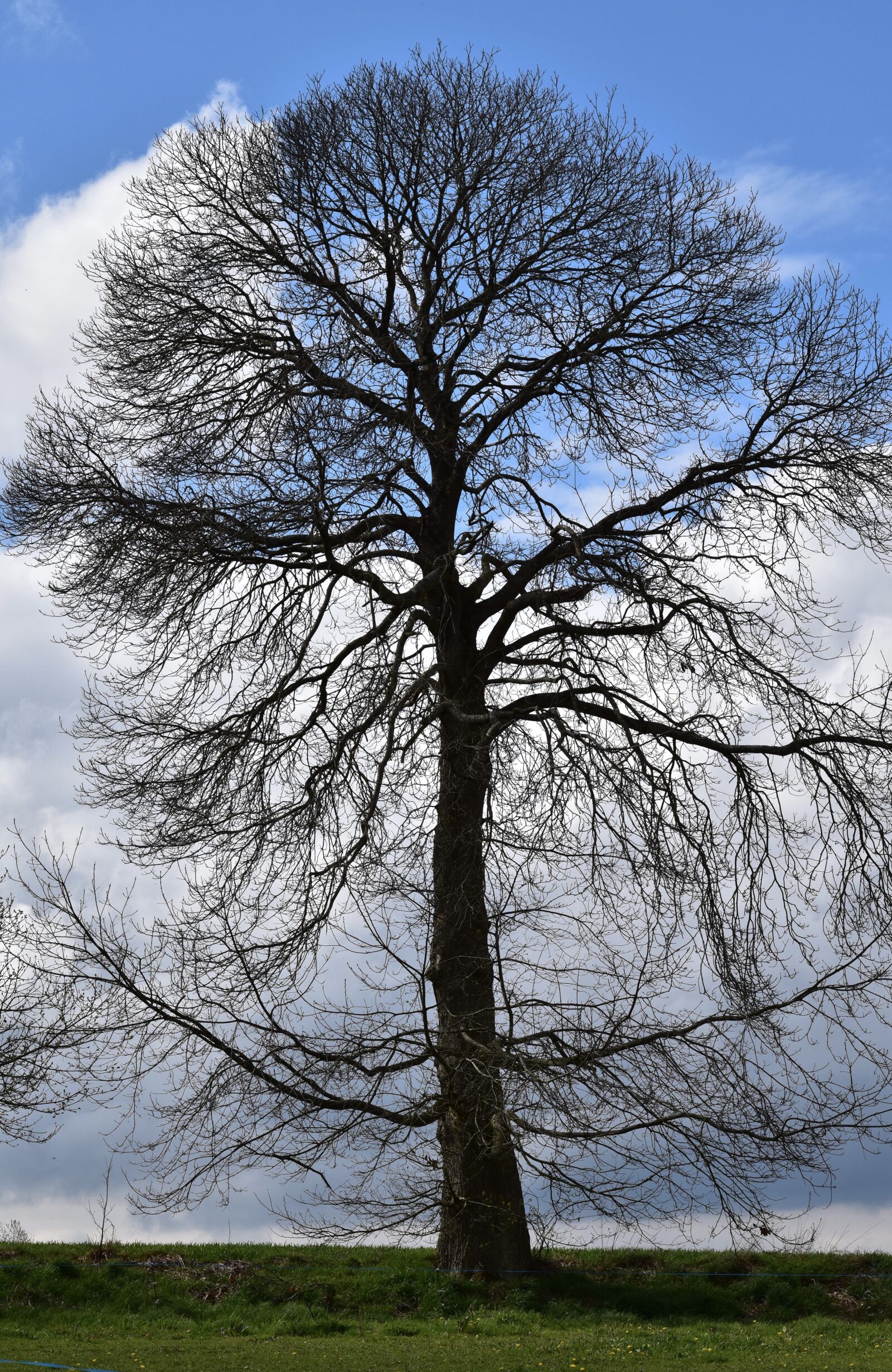 Nikon D5600 sample photo. Tree, chestnut, chestnut tree photography