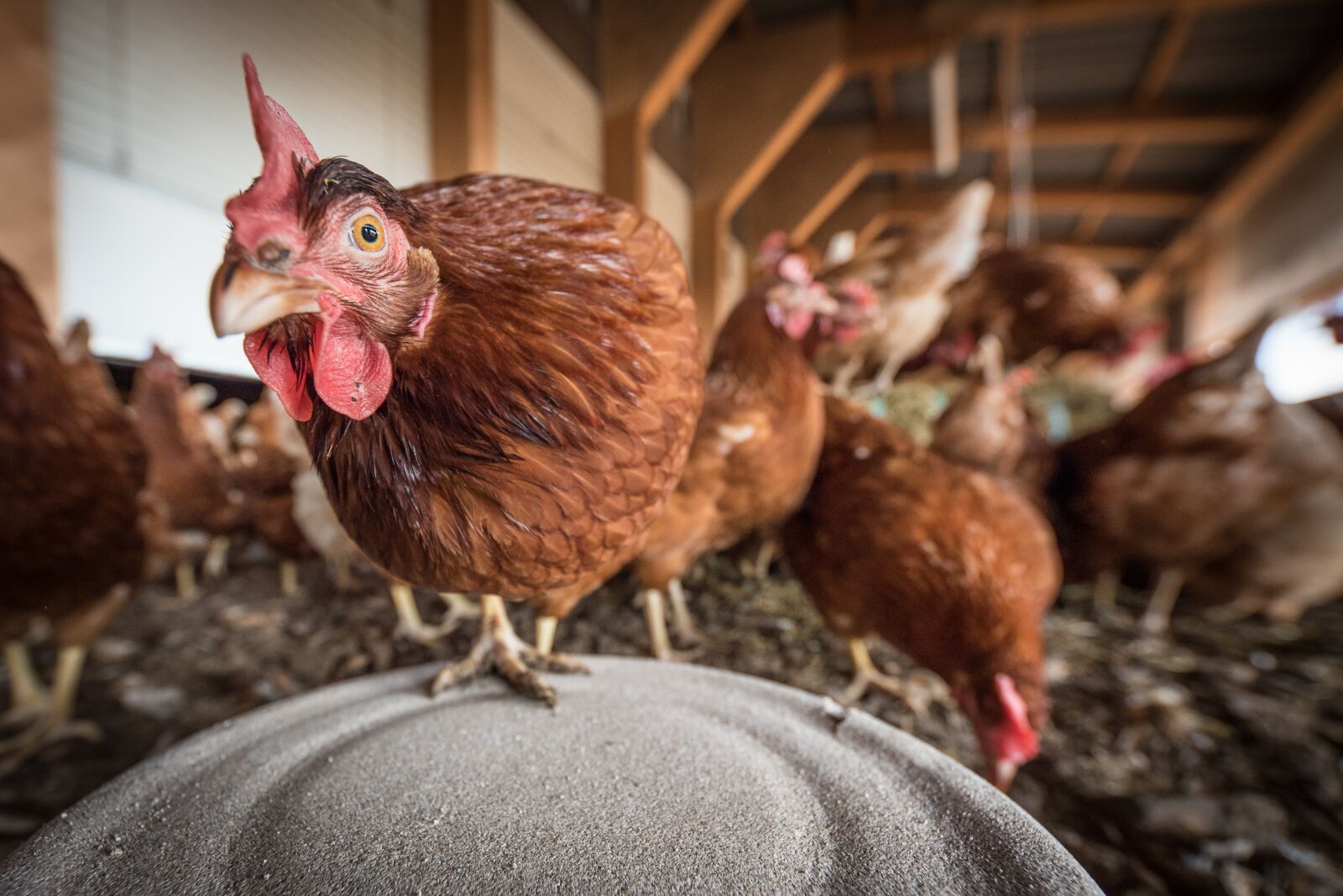 Nikon D750 sample photo. Laying hens, hen, poultry photography